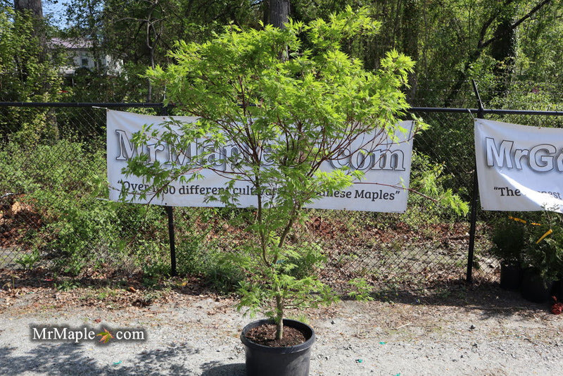 - FOR PICKUP ONLY | Acer sieboldianum 'Shoryu-no-tsume' Claw of the Dragon Full Moon Japanese Maple | DOES NOT SHIP - Mr Maple │ Buy Japanese Maple Trees