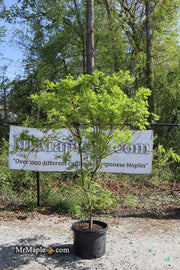 - FOR PICKUP ONLY | Acer sieboldianum 'Shoryu-no-tsume' Claw of the Dragon Full Moon Japanese Maple | DOES NOT SHIP - Mr Maple │ Buy Japanese Maple Trees