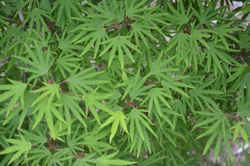 - FOR PICKUP ONLY | Acer sieboldianum 'Shoryu-no-tsume' Claw of the Dragon Full Moon Japanese Maple | DOES NOT SHIP - Mr Maple │ Buy Japanese Maple Trees