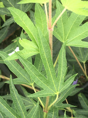 - FOR PICKUP ONLY | Acer sieboldianum 'Shoryu-no-tsume' Claw of the Dragon Full Moon Japanese Maple | DOES NOT SHIP - Mr Maple │ Buy Japanese Maple Trees