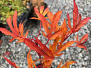 - FOR PICKUP ONLY | Acer sieboldianum 'Shoryu-no-tsume' Claw of the Dragon Full Moon Japanese Maple | DOES NOT SHIP - Mr Maple │ Buy Japanese Maple Trees