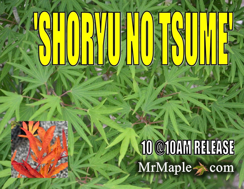 - FOR PICKUP ONLY | Acer sieboldianum 'Shoryu-no-tsume' Claw of the Dragon Full Moon Japanese Maple | DOES NOT SHIP - Mr Maple │ Buy Japanese Maple Trees