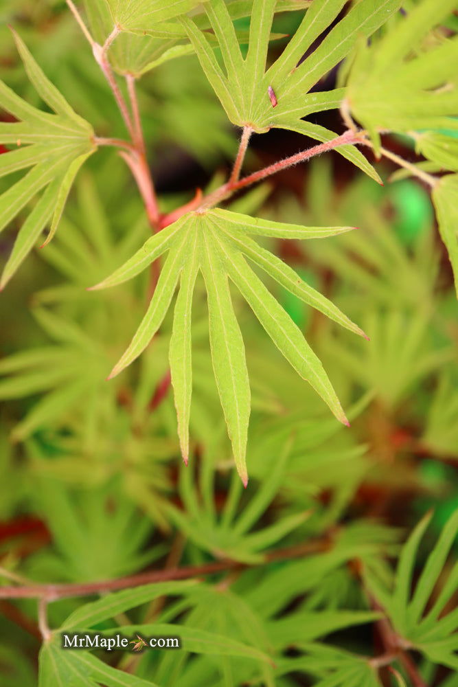 - FOR PICKUP ONLY | Acer sieboldianum 'Shoryu-no-tsume' Claw of the Dragon Full Moon Japanese Maple | DOES NOT SHIP - Mr Maple │ Buy Japanese Maple Trees