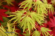 - FOR PICKUP ONLY | Acer sieboldianum 'Shoryu-no-tsume' Claw of the Dragon Full Moon Japanese Maple | DOES NOT SHIP - Mr Maple │ Buy Japanese Maple Trees