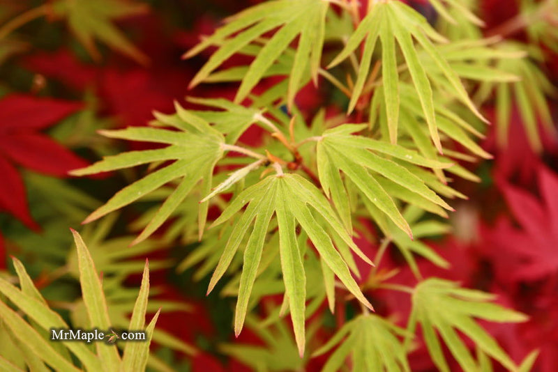 - FOR PICKUP ONLY | Acer sieboldianum 'Shoryu-no-tsume' Claw of the Dragon Full Moon Japanese Maple | DOES NOT SHIP - Mr Maple │ Buy Japanese Maple Trees
