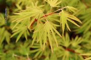 - FOR PICKUP ONLY | Acer sieboldianum 'Shoryu-no-tsume' Claw of the Dragon Full Moon Japanese Maple | DOES NOT SHIP - Mr Maple │ Buy Japanese Maple Trees