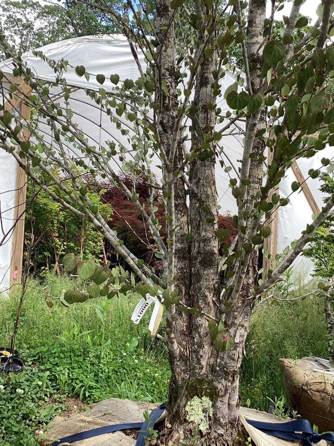 Buy Cercidiphyllum japonicum 'Rotfuchs' Red Fox Japanese Katsura