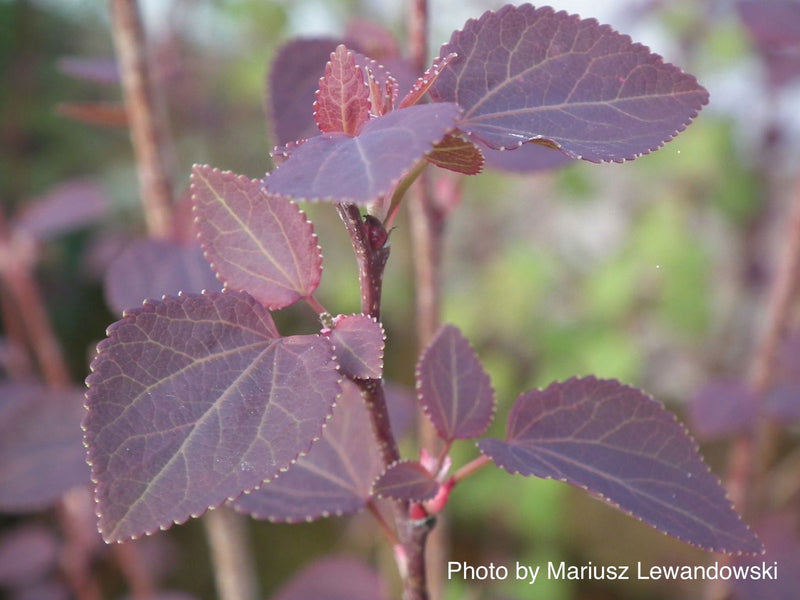 - FOR PICKUP ONLY | Cercidiphyllum japonicum 'Rotfuchs' Red Fox Japanese Katsura Tree | DOES NOT SHIP - Mr Maple │ Buy Japanese Maple Trees