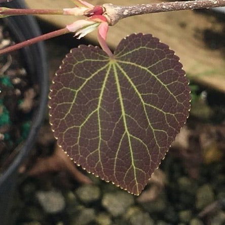 - FOR PICKUP ONLY | Cercidiphyllum japonicum 'Rotfuchs' Red Fox Japanese Katsura Tree | DOES NOT SHIP - Mr Maple │ Buy Japanese Maple Trees