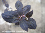 - FOR PICKUP ONLY | Cercidiphyllum japonicum 'Rotfuchs' Red Fox Japanese Katsura Tree | DOES NOT SHIP - Mr Maple │ Buy Japanese Maple Trees