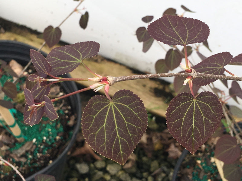 - FOR PICKUP ONLY | Cercidiphyllum japonicum 'Rotfuchs' Red Fox Japanese Katsura Tree | DOES NOT SHIP - Mr Maple │ Buy Japanese Maple Trees