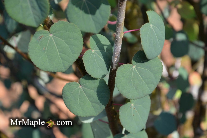 - FOR PICKUP ONLY | Cercidiphyllum japonicum 'Rotfuchs' Red Fox Japanese Katsura Tree | DOES NOT SHIP - Mr Maple │ Buy Japanese Maple Trees