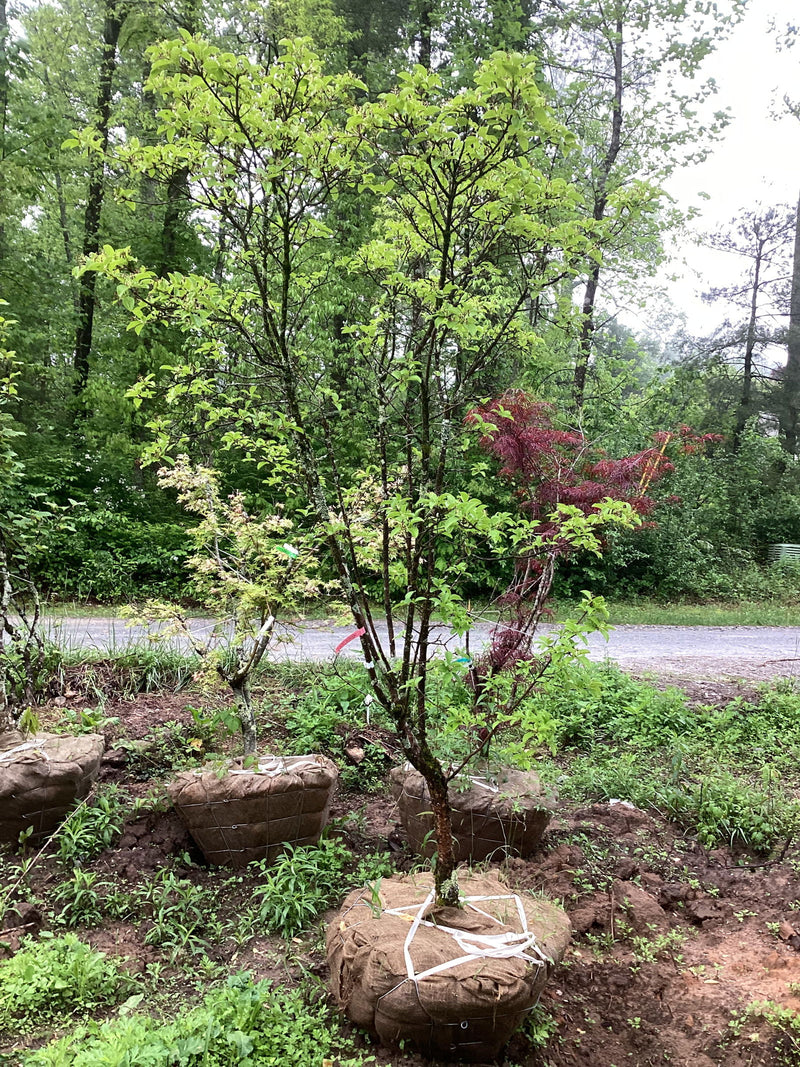 - FOR PICKUP ONLY | Chionanthus Retusus 'Tokyo Tower' Columnar Chinese Fringe Tree | DOES NOT SHIP - Mr Maple │ Buy Japanese Maple Trees