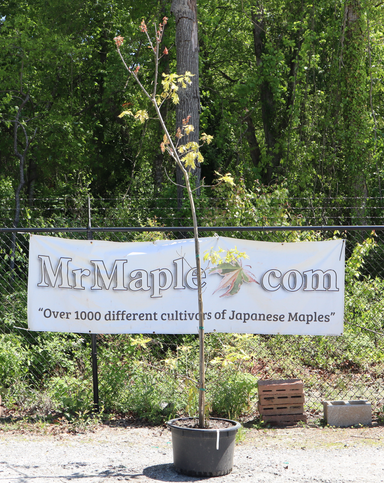 - FOR PICKUP ONLY | Quercus rubra 'Greg’s Variegated' Variegated Red Oak Tree | DOES NOT SHIP - Mr Maple │ Buy Japanese Maple Trees