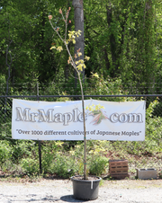 - FOR PICKUP ONLY | Quercus rubra 'Greg’s Variegated' Variegated Red Oak Tree | DOES NOT SHIP - Mr Maple │ Buy Japanese Maple Trees