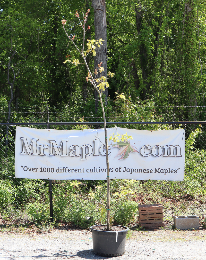 - FOR PICKUP ONLY | Quercus rubra 'Greg’s Variegated' Variegated Red Oak Tree | DOES NOT SHIP - Mr Maple │ Buy Japanese Maple Trees