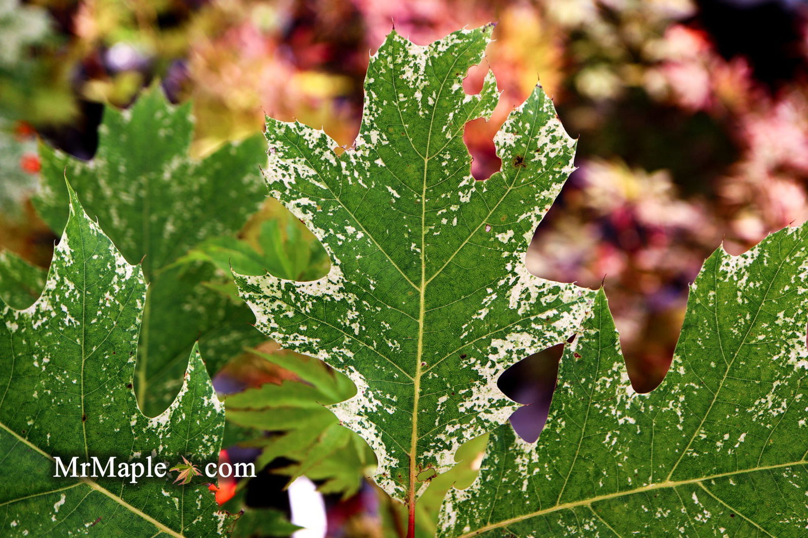 Buy Quercus rubra 'Greg's Variegated Red Oak Tree — Mr Maple │ Buy ...