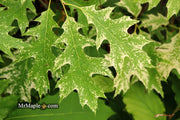 - FOR PICKUP ONLY | Quercus rubra 'Greg’s Variegated' Variegated Red Oak Tree | DOES NOT SHIP - Mr Maple │ Buy Japanese Maple Trees