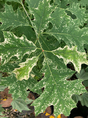 - FOR PICKUP ONLY | Quercus rubra 'Greg’s Variegated' Variegated Red Oak Tree | DOES NOT SHIP - Mr Maple │ Buy Japanese Maple Trees