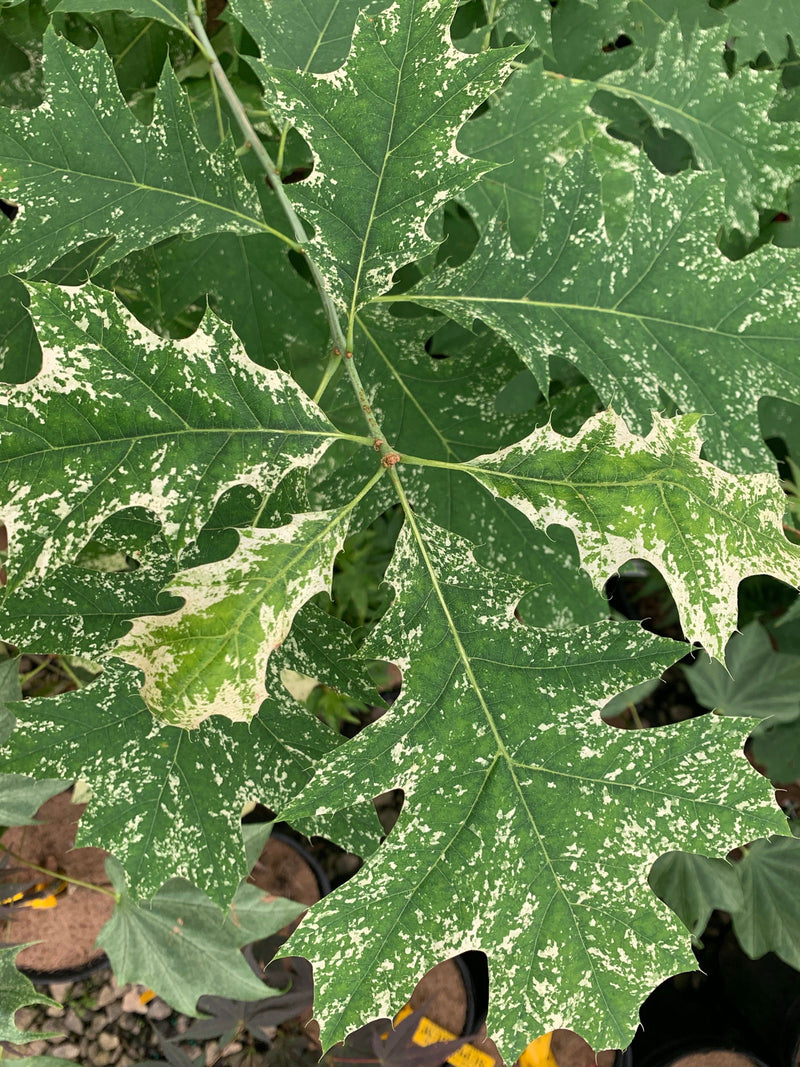 - FOR PICKUP ONLY | Quercus rubra 'Greg’s Variegated' Variegated Red Oak Tree | DOES NOT SHIP - Mr Maple │ Buy Japanese Maple Trees