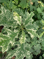 - FOR PICKUP ONLY | Quercus rubra 'Greg’s Variegated' Variegated Red Oak Tree | DOES NOT SHIP - Mr Maple │ Buy Japanese Maple Trees