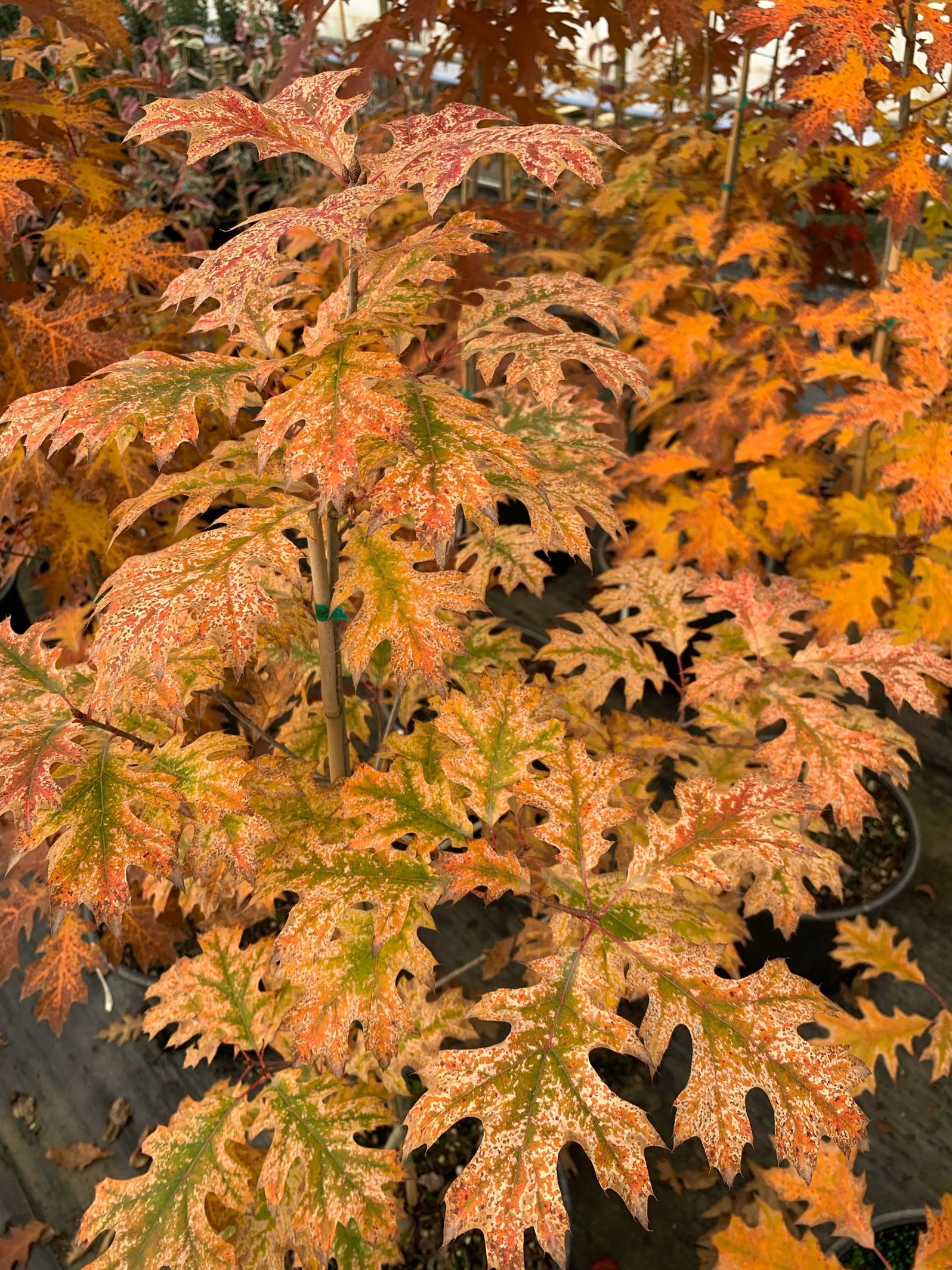Buy Quercus rubra 'Greg's Variegated Red Oak Tree — Mr Maple │ Buy ...