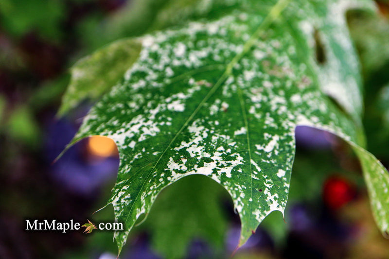 - FOR PICKUP ONLY | Quercus rubra 'Greg’s Variegated' Variegated Red Oak Tree | DOES NOT SHIP - Mr Maple │ Buy Japanese Maple Trees