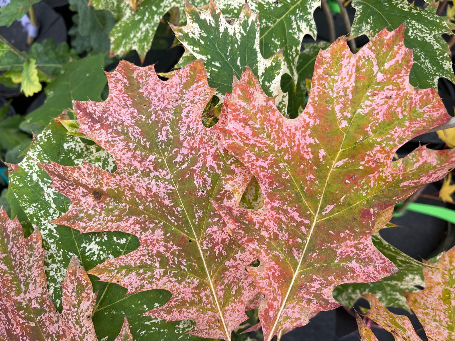Buy Quercus rubra 'Greg's Variegated Red Oak Tree — Mr Maple │ Buy ...