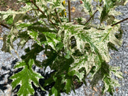 - FOR PICKUP ONLY | Quercus rubra 'Greg’s Variegated' Variegated Red Oak Tree | DOES NOT SHIP - Mr Maple │ Buy Japanese Maple Trees