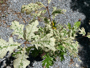 - FOR PICKUP ONLY | Quercus rubra 'Greg’s Variegated' Variegated Red Oak Tree | DOES NOT SHIP - Mr Maple │ Buy Japanese Maple Trees