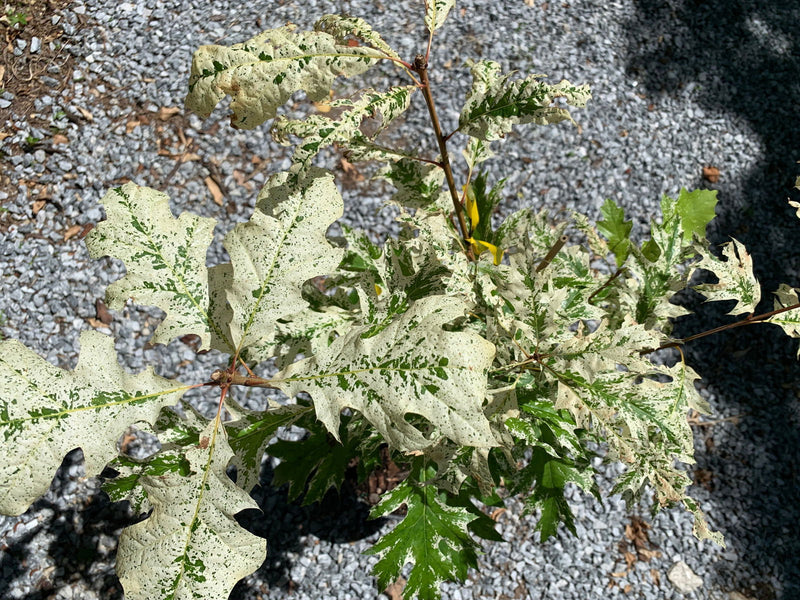 - FOR PICKUP ONLY | Quercus rubra 'Greg’s Variegated' Variegated Red Oak Tree | DOES NOT SHIP - Mr Maple │ Buy Japanese Maple Trees