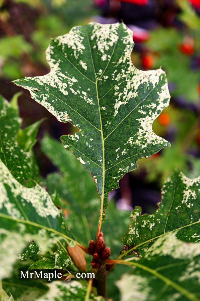 - FOR PICKUP ONLY | Quercus rubra 'Greg’s Variegated' Variegated Red Oak Tree | DOES NOT SHIP - Mr Maple │ Buy Japanese Maple Trees