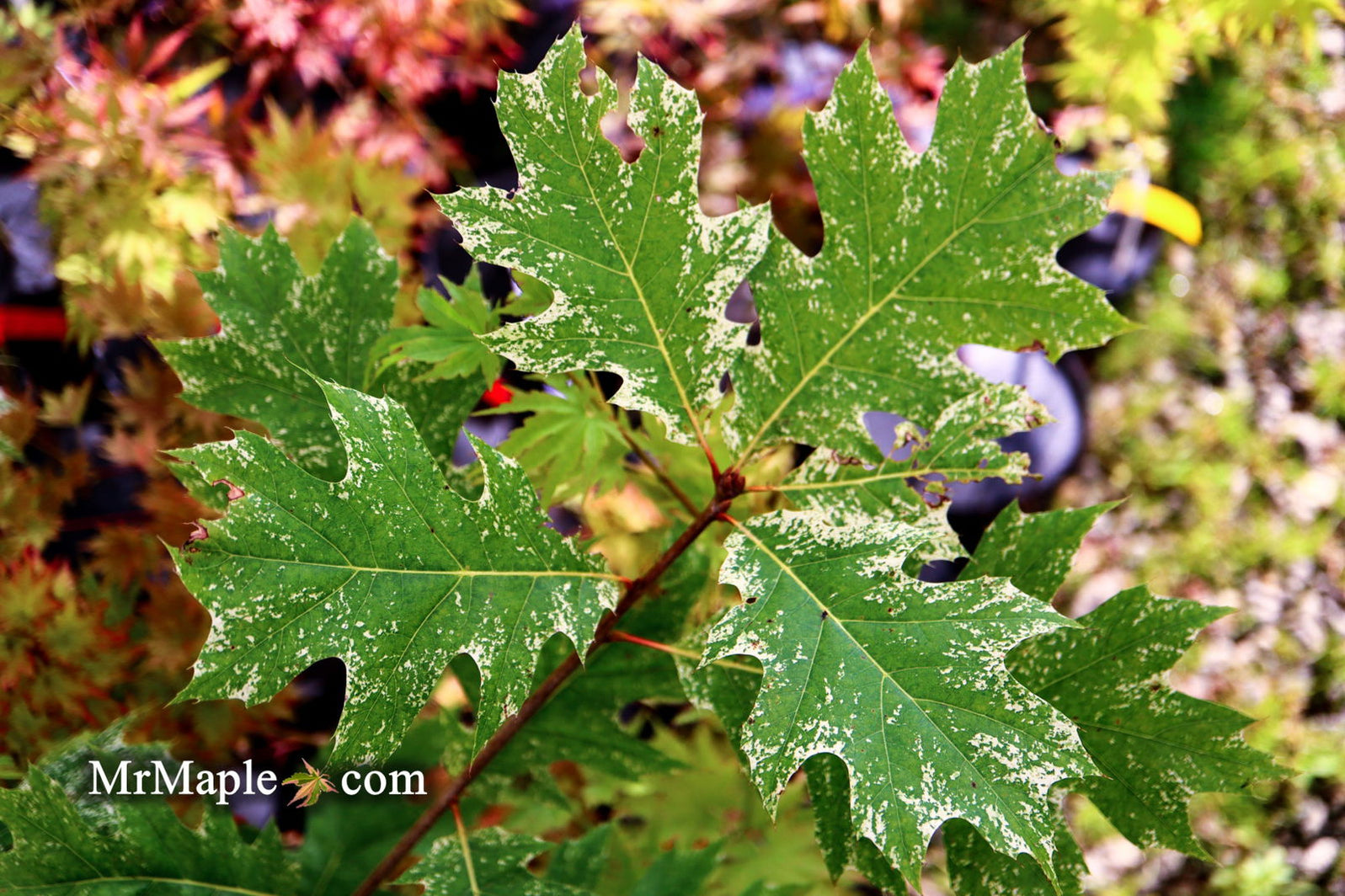 Buy Quercus rubra 'Greg's Variegated Red Oak Tree — Mr Maple │ Buy ...