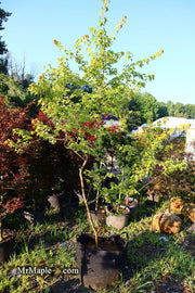 - FOR PICK UP ONLY | Acer buergerianum 'Golden Pharoah' Trident Maple | DOES NOT SHIP - Mr Maple │ Buy Japanese Maple Trees