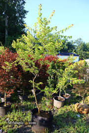 - FOR PICK UP ONLY | Acer buergerianum 'Golden Pharoah' Trident Maple | DOES NOT SHIP - Mr Maple │ Buy Japanese Maple Trees