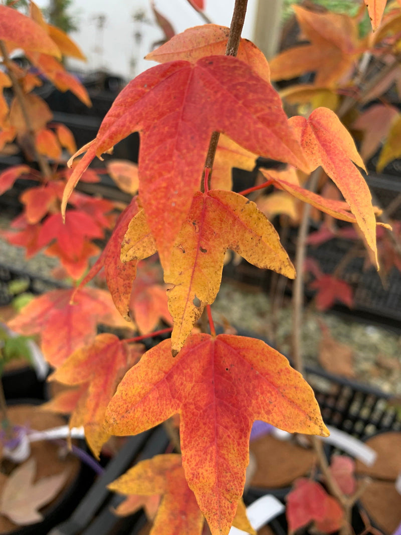 - FOR PICK UP ONLY | Acer buergerianum 'Golden Pharoah' Trident Maple | DOES NOT SHIP - Mr Maple │ Buy Japanese Maple Trees