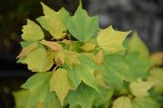 - FOR PICK UP ONLY | Acer buergerianum 'Golden Pharoah' Trident Maple | DOES NOT SHIP - Mr Maple │ Buy Japanese Maple Trees