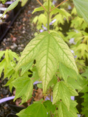 - FOR PICK UP ONLY | Acer buergerianum 'Golden Pharoah' Trident Maple | DOES NOT SHIP - Mr Maple │ Buy Japanese Maple Trees