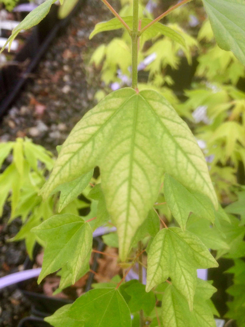 - FOR PICK UP ONLY | Acer buergerianum 'Golden Pharoah' Trident Maple | DOES NOT SHIP - Mr Maple │ Buy Japanese Maple Trees