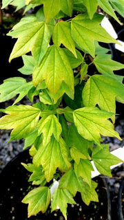 - FOR PICK UP ONLY | Acer buergerianum 'Golden Pharoah' Trident Maple | DOES NOT SHIP - Mr Maple │ Buy Japanese Maple Trees