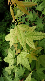 - FOR PICK UP ONLY | Acer buergerianum 'Golden Pharoah' Trident Maple | DOES NOT SHIP - Mr Maple │ Buy Japanese Maple Trees