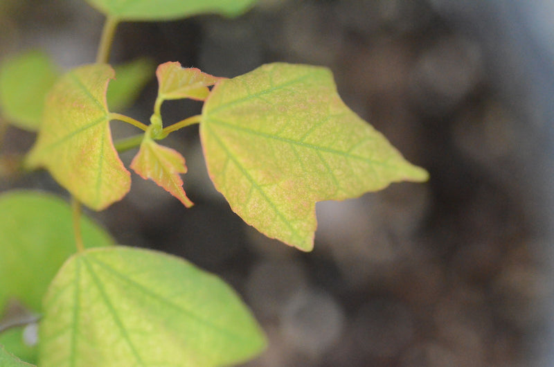 - FOR PICK UP ONLY | Acer buergerianum 'Golden Pharoah' Trident Maple | DOES NOT SHIP - Mr Maple │ Buy Japanese Maple Trees