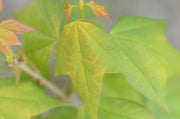 - FOR PICK UP ONLY | Acer buergerianum 'Golden Pharoah' Trident Maple | DOES NOT SHIP - Mr Maple │ Buy Japanese Maple Trees