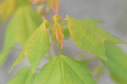 - FOR PICK UP ONLY | Acer buergerianum 'Golden Pharoah' Trident Maple | DOES NOT SHIP - Mr Maple │ Buy Japanese Maple Trees