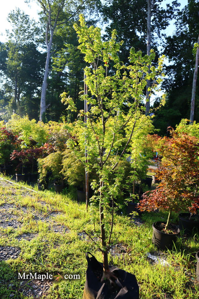 Buy Acer buergerianum 'Street Cred' Narrow Growing Trident Maple