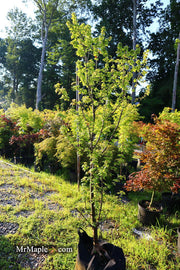 - FOR PICK UP ONLY | Acer buergerianum 'Street Cred' Narrow Growing Trident Maple | DOES NOT SHIP - Mr Maple │ Buy Japanese Maple Trees