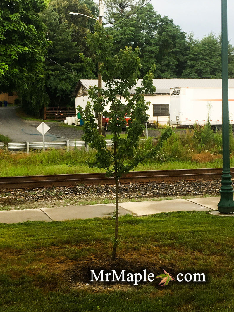 - FOR PICK UP ONLY | Acer buergerianum 'Street Cred' Narrow Growing Trident Maple | DOES NOT SHIP - Mr Maple │ Buy Japanese Maple Trees