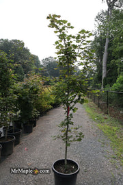 - FOR PICK UP ONLY | Acer japonicum 'Aka omote' Japanese Maple | DOES NOT SHIP - Mr Maple │ Buy Japanese Maple Trees