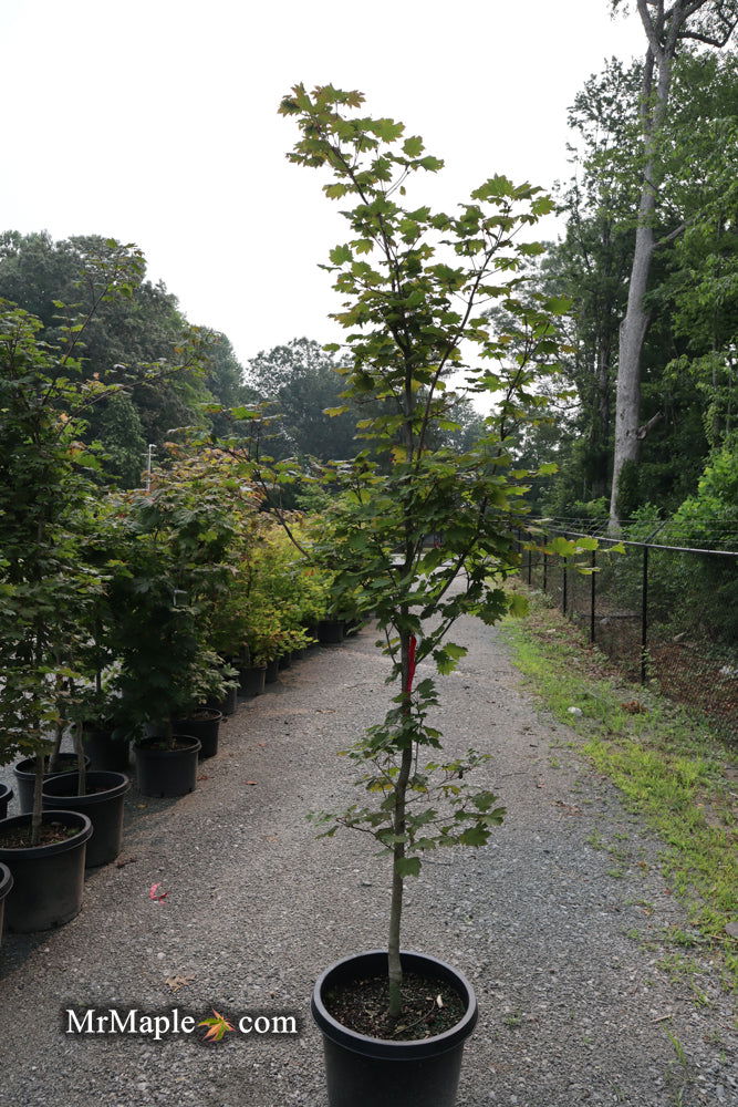 - FOR PICK UP ONLY | Acer japonicum 'Aka omote' Japanese Maple | DOES NOT SHIP - Mr Maple │ Buy Japanese Maple Trees