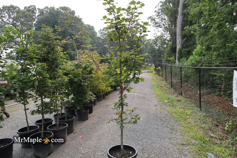 - FOR PICK UP ONLY | Acer japonicum 'Aka omote' Japanese Maple | DOES NOT SHIP - Mr Maple │ Buy Japanese Maple Trees